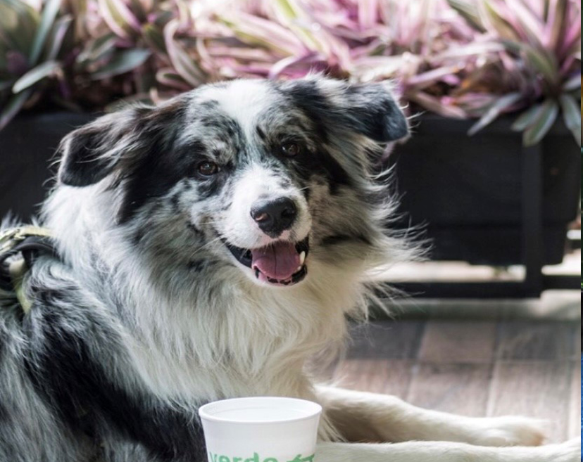 foto-20deck-20pet-20n